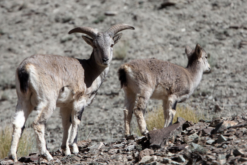 BOVID - BLUE SHEEP - HEMIS NATIONAL PARK - LADAKH INDIA - JAMMU & KASHMIR (16).JPG