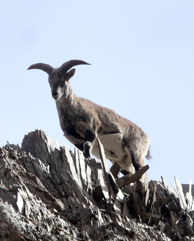 BOVID - BLUE SHEEP - HEMIS NATIONAL PARK - LADAKH INDIA - JAMMU & KASHMIR STATE (139).JPG