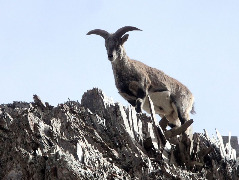 BOVID - BLUE SHEEP - HEMIS NATIONAL PARK - LADAKH INDIA - JAMMU & KASHMIR STATE (140).JPG