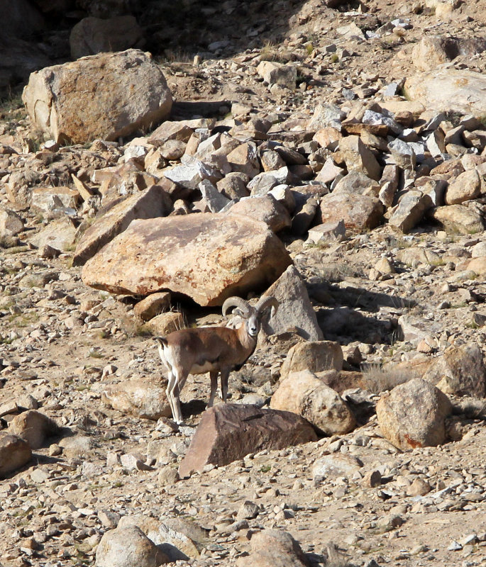 BOVID - LADAKH URIAL - HEMIS NATIONAL PARK - LADAKH INDIA - JAMMU & KASHMIR - ULLEY VALLEY (109).JPG