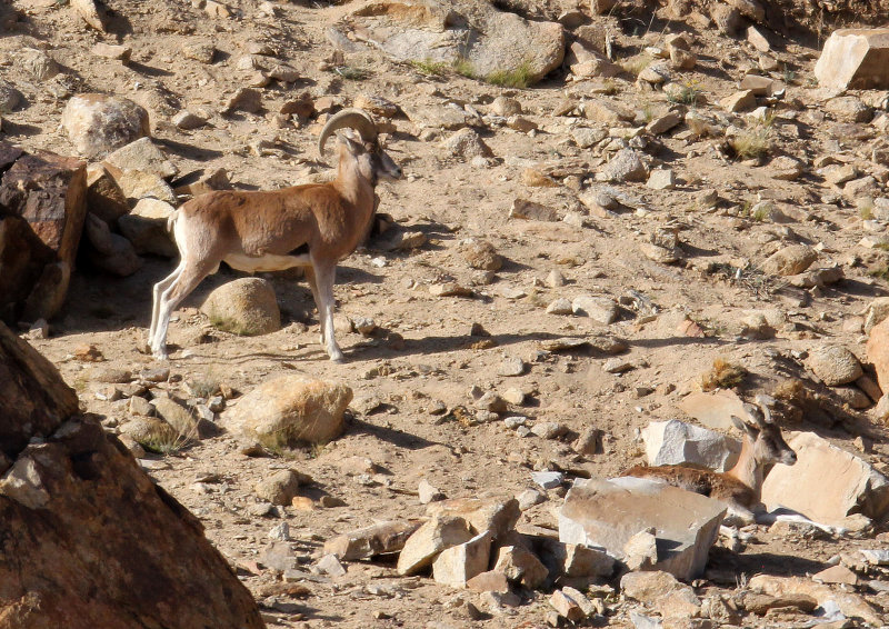 BOVID - LADAKH URIAL - HEMIS NATIONAL PARK - LADAKH INDIA - JAMMU & KASHMIR NEAR ULLEY VALLEY (51).JPG