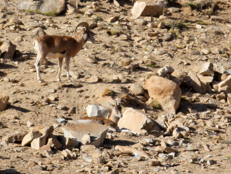 BOVID - LADAKH URIAL - HEMIS NATIONAL PARK - LADAKH INDIA - JAMMU & KASHMIR NEAR ULLEY VALLEY (92).JPG