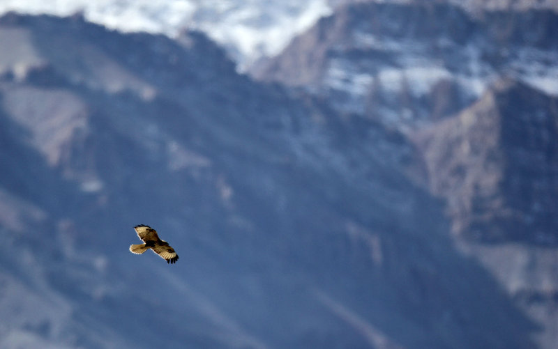 BIRD - EAGLE - GOLDEN EAGLE - HEMIS NATIONAL PARK - LADAKH INDIA - JAMMU & KASHMIR NEAR ULLEY VALLEY (8).JPG