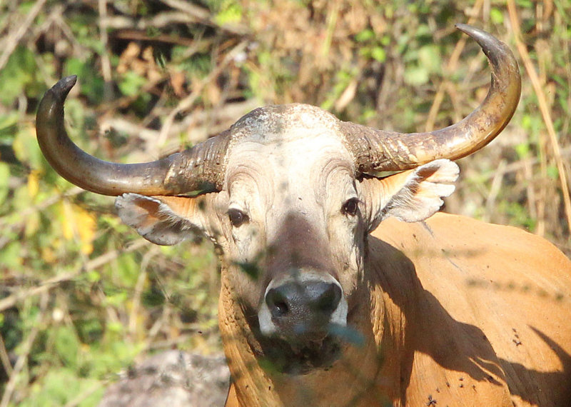 BOVID - BANTENG - HUAI KHA KHAENG NATURE RESERVE - NEAR HEADQUARTERS - THAILAND (1).jpg