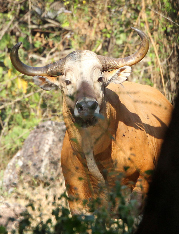 BOVID - BANTENG - HUAI KHA KHAENG NATURE RESERVE - NEAR HEADQUARTERS - THAILAND (62).JPG