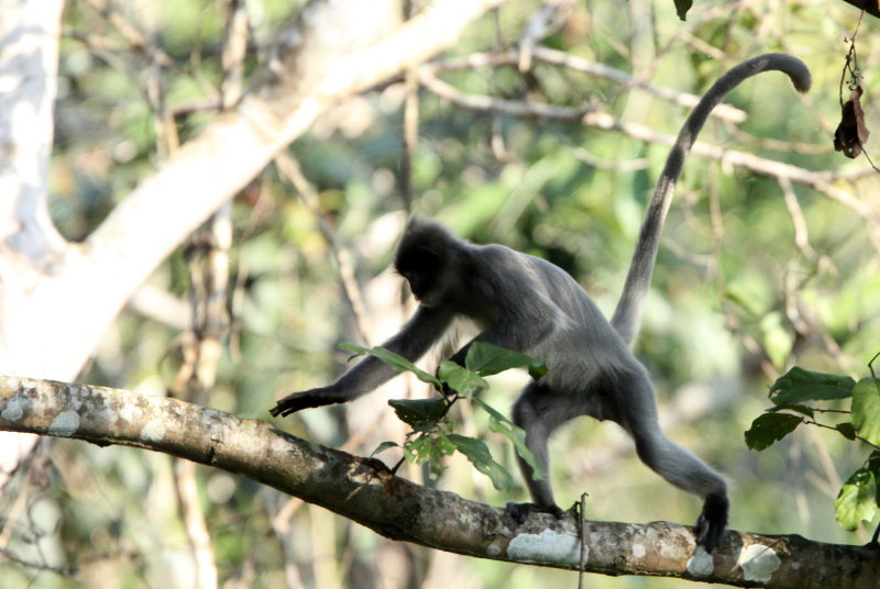 Phayres Langur, Huai Kha Khaeng