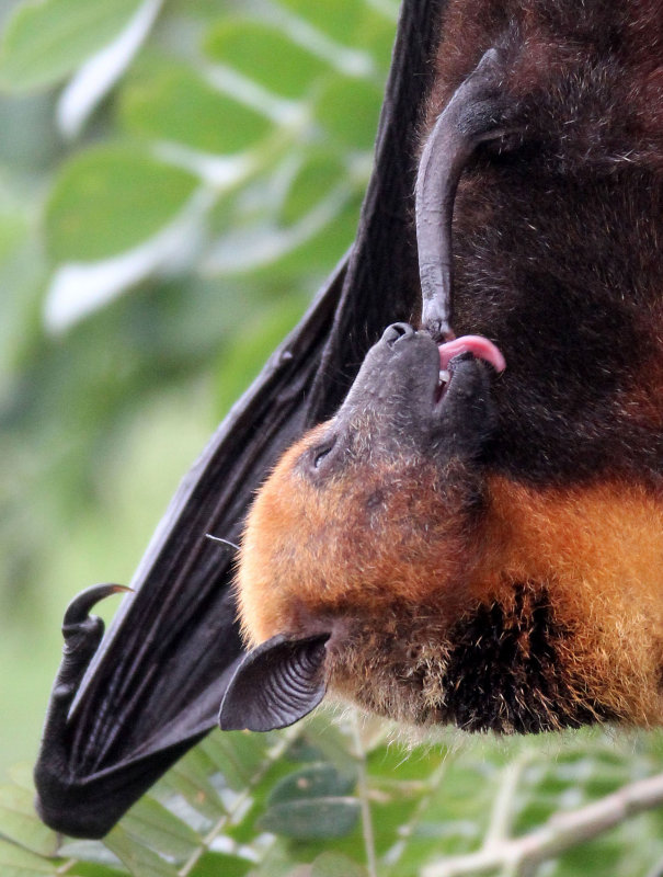 CHIROPTERA - LYLES FLYING FOX - PTEROPUS LYLEI - WAT THA SUNG TAKSINARAM - BANG SAI AYUTHAYA PROVINCE THAILAND (2).jpg