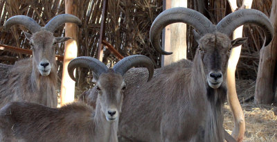 BOVID - BARBARY SHEEP - BOUHEDMA NATIONAL PARK TUNISIA (6).jpg
