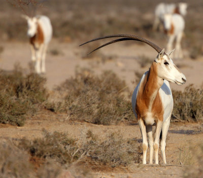 BOVID - ORYX - SCIMMITAR-HORNED ORYX - BOUHEDMA NATIONAL PARK TUNISIA (63).JPG