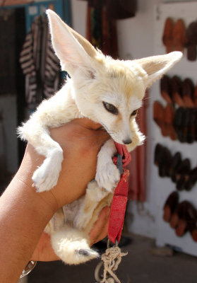 CANID - FOX - FENNEC FOX - DOUZ MARKET TUNISIA (1).JPG