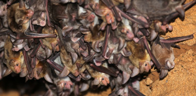 CHIROPTERA - MAGHREBIAN MOUSE-EARED BAT (MYOTIS PUNICUS) - EL HAOAURIA BAT CAVES - WITH HORSESHOE BATS (2).JPG