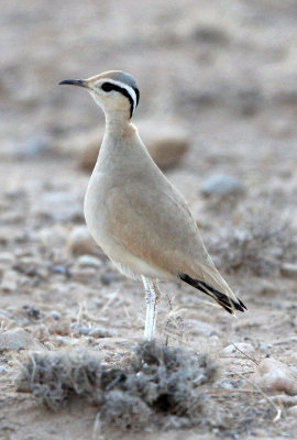 BIRD - COURSER - CREAM-COLORED COURSER - BOUHEDMA NATIONAL PARK TUNISIA (2).JPG