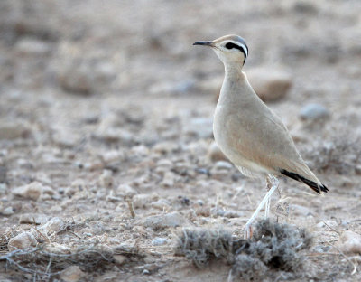 BIRD - COURSER - CREAM-COLORED COURSER - BOUHEDMA NATIONAL PARK TUNISIA (5).JPG