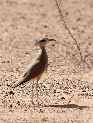 BIRD - COURSER - CREAM-COLORED COURSER - JEBIL NATIONAL PARK TUNISIA (1).JPG