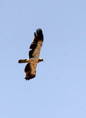 BIRD - EAGLE - BOOTED EAGLE - NEAR GAFSA TUNISIA (11).JPG