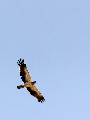 BIRD - EAGLE - BOOTED EAGLE - NEAR GAFSA TUNISIA (7).JPG