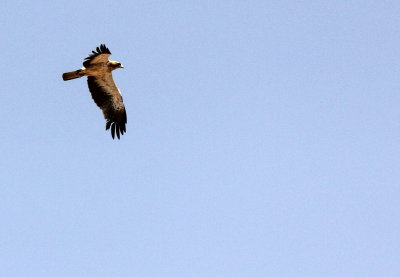 BIRD - EAGLE - BOOTED EAGLE - NEAR GAFSA TUNISIA (8).JPG