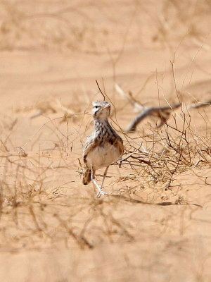 BIRD - LARK - HOOPOE LARK - JEBIL NATIONAL PARK TUNISIA (10).JPG