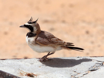 BIRD - LARK - SHORE LARK - JEBIL NATIONAL PARK TUNISIA (6).JPG