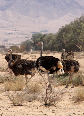 BIRD - OSTRICH - HADJ NATIONAL PARK TUNISIA (3).JPG
