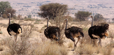 BIRD - OSTRICH - HADJ NATIONAL PARK TUNISIA (4).JPG