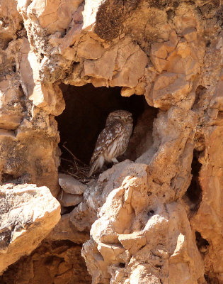BIRD - OWL - LITTLE OWL - NEAR FEIJIA NATIONAL PARK TUNISIA (2).JPG