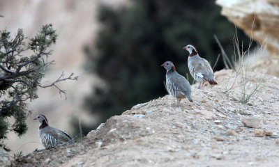 BIRD - PARTRIDGE - BARBARY PARTRIDGE - SENED VILLAGE ATLAS MOUNTAINS TUNISIA (1).JPG