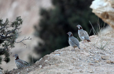 BIRD - PARTRIDGE - BARBARY PARTRIDGE - SENED VILLAGE ATLAS MOUNTAINS TUNISIA (2).JPG