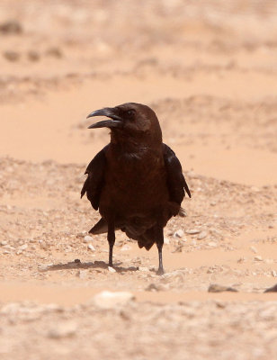 BIRD - RAVEN - BROWN-NECKED RAVEN - JEBIL NATIONAL PARK TUNISIA (3).JPG