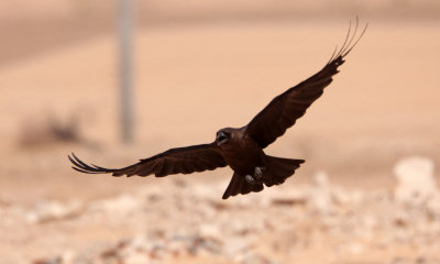 BIRD - RAVEN - BROWN-NECKED RAVEN - JEBIL NATIONAL PARK TUNISIA (4).JPG
