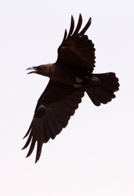 BIRD - RAVEN - BROWN-NECKED RAVEN - JEBIL NATIONAL PARK TUNISIA (7).JPG