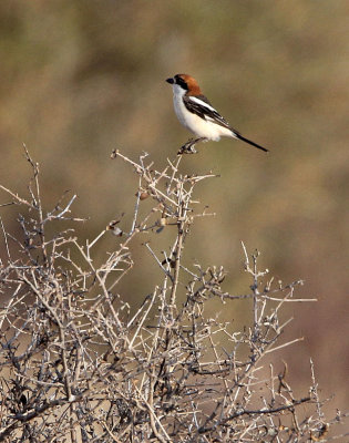 BIRD - SHRIKE - RED-BACKED SHRIKE - BOUHEDMA NATIONAL PARK TUNISIA (3).JPG