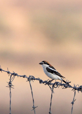 BIRD - SHRIKE - RED-BACKED SHRIKE - BOUHEDMA NATIONAL PARK TUNISIA (4).JPG