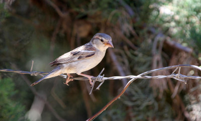 BIRD - SPARROW - HOUSE SPARROW - FEIJA NATIONAL PARK TUNISIA (1).JPG