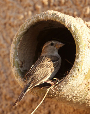 BIRD - SPARROW - SPANISH SPARROW - BOUHEDMA NATIONAL PARK TUNISIA (3).JPG