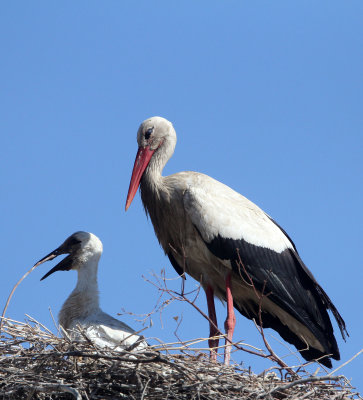BIRD - STORK - WHITE STORK - FEIJIA NATIONAL PARK TUNISIA (4).JPG