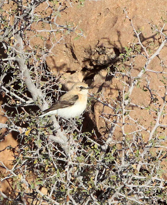 BIRD - WHEATEAR - DESERT WHEATEAR - BOUHEDMA NATIONAL PARK TUNISIA (1).JPG