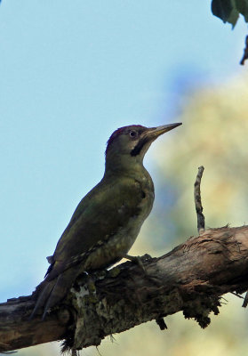 BIRD - WOODPECKER - LEVAILLANT'S GREEN WOODPECKER - FEIJIA NATIONAL PARK TUNISIA (6).JPG