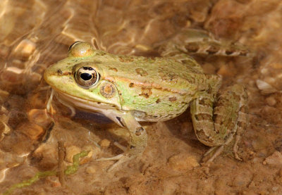 AMPHIBIAN - MARSH FROG - RANA RIBIBUNDA - BOUHEDMA NATIONAL PARK TUNISIA (12).JPG