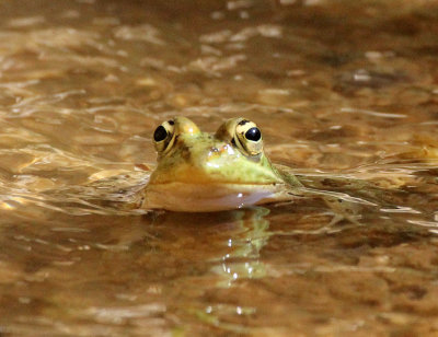 AMPHIBIAN - MARSH FROG - RANA RIBIBUNDA - BOUHEDMA NATIONAL PARK TUNISIA (4).JPG