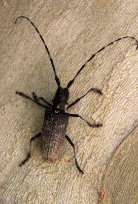 ARTHROPOD - COLEOPTERA SPECIES - MONOCHAMUS SPECIES - FEIJA NATIONAL PARK TUNISIA (6).JPG