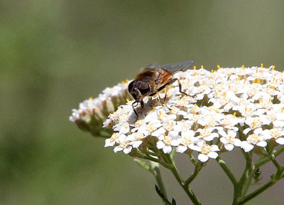 ARTHROPOD - DIPTERA SPECIES - FEIJIA NATIONAL PARK TUNISIA (4).JPG