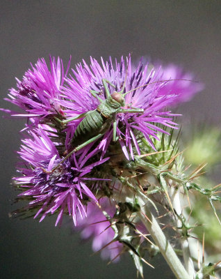 ARTHROPOD - GRYLLID SPECIES - FEIJIA NATIONAL PARK TUNISIA (2).JPG