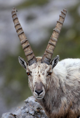 BOVID - IBEX - ALPINE IBEX - STELVIO NATIONAL PARK ITALY (124).JPG