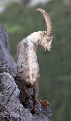 BOVID - IBEX - ALPINE IBEX - STELVIO NATIONAL PARK ITALY (143).JPG