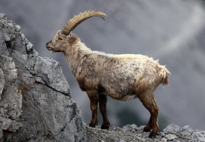 BOVID - IBEX - ALPINE IBEX - STELVIO NATIONAL PARK ITALY (172).JPG