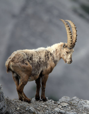 BOVID - IBEX - ALPINE IBEX - STELVIO NATIONAL PARK ITALY (175).JPG