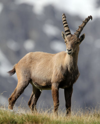 BOVID - IBEX - ALPINE IBEX - STELVIO NATIONAL PARK ITALY (185).JPG