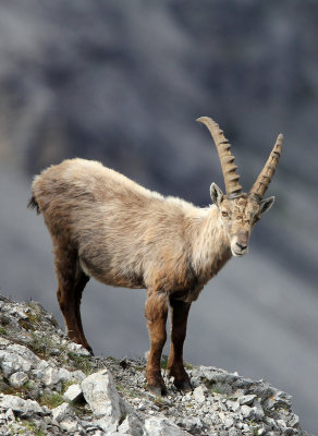 BOVID - IBEX - ALPINE IBEX - STELVIO NATIONAL PARK ITALY (196).JPG