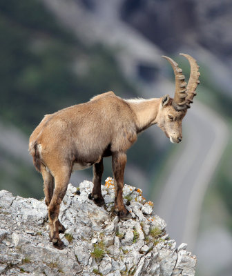 BOVID - IBEX - ALPINE IBEX - STELVIO NATIONAL PARK ITALY (212).JPG